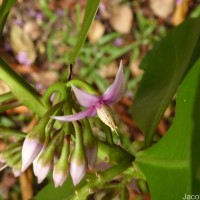 Ardisia willisii Mez
